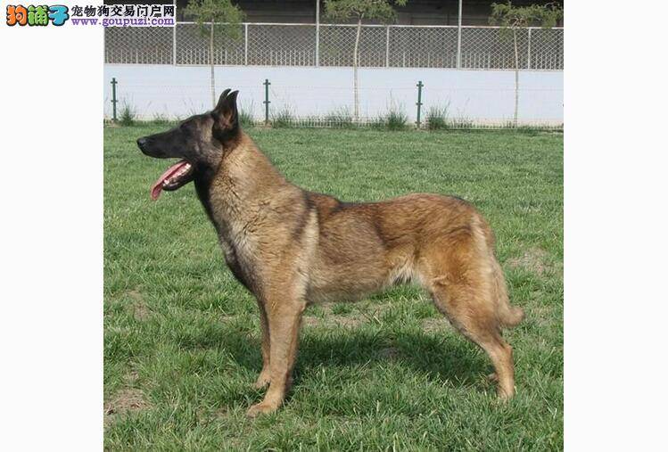 马犬不可轻忽的致命疾病-肾衰竭