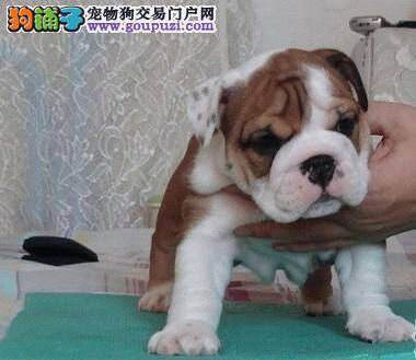 斗牛犬右大腿长了衣蛾疙瘩是什么东西
