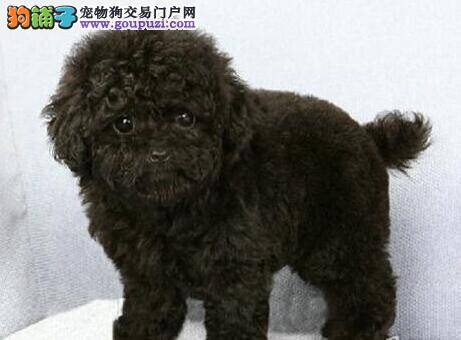 让贵宾犬爱上饲料 教您调制贵宾犬饲料