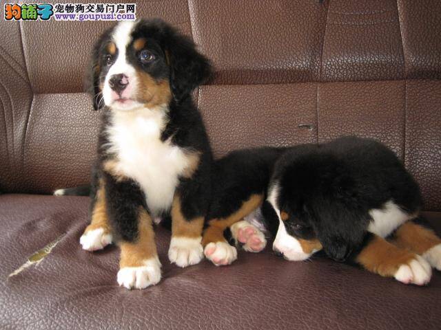 怎样最人性化的解决伯恩山犬护食的难题