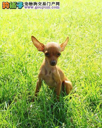 科学喂养狗狗——避免小鹿犬挑食的好方法