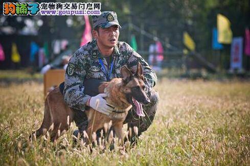 《神犬奇兵》热播 剧中军犬层层选拔成明星