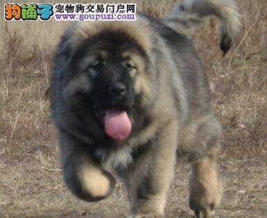 哪些原因会导致高加索犬变成“星期狗”