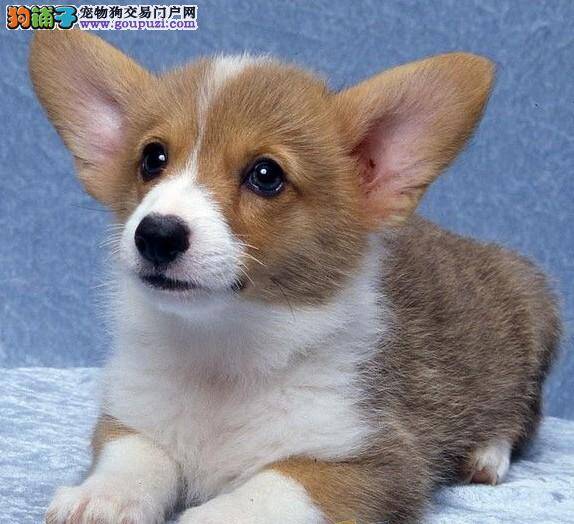 柯基犬最近特别爱挠肚子两侧是皮肤病吗