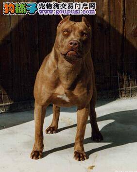 产后疾病防治 比特犬母犬分娩后惊厥是怎么回事