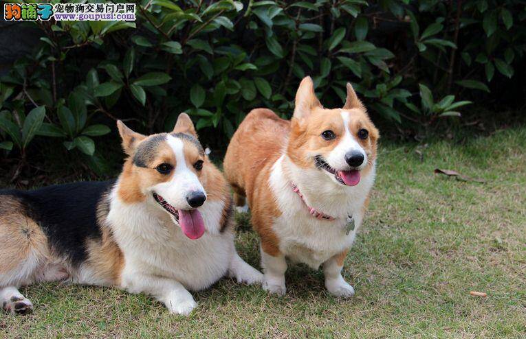 我家柯基犬总是伸舌头喘气是怎么了