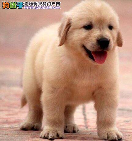 金毛犬都九个月了为什么还不会憋尿
