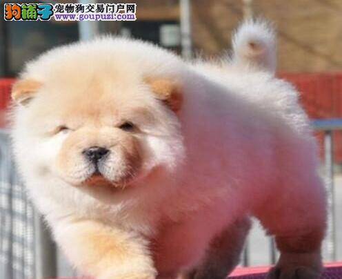 松狮犬最近眼睛红，前腿有点抖生病了吗