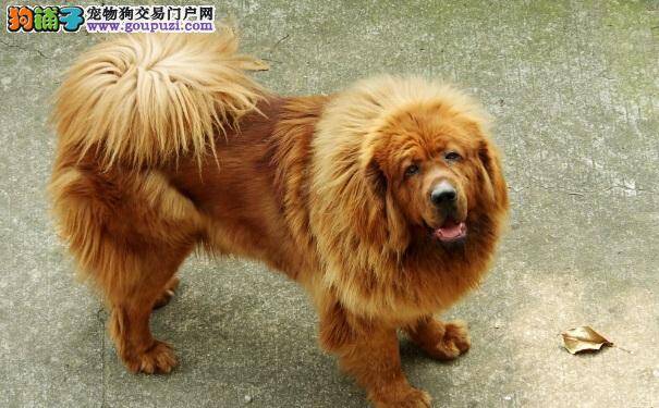 不要轻易饲养藏獒犬的原因