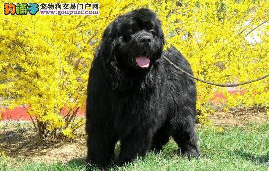 狗狗营养学：给纽芬兰犬补充维生素很重要（下）