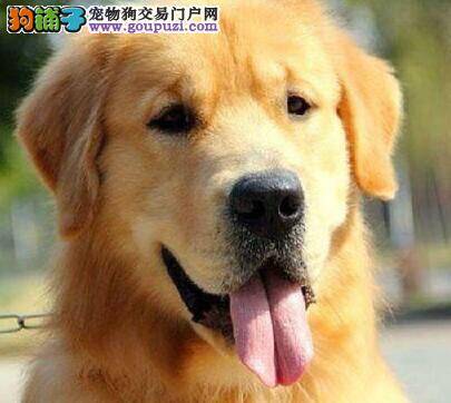 燥热的夏天可以给金毛犬剃毛吗