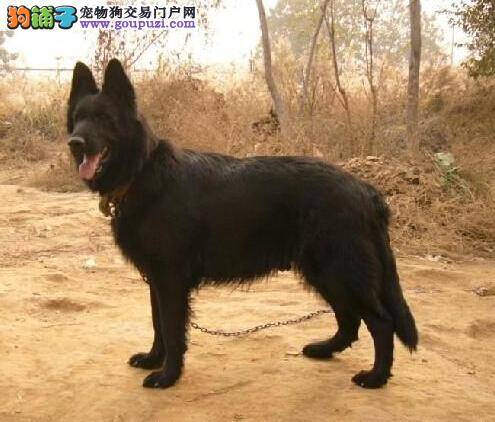 护毛小诀窍 如何保证比利时牧羊犬的毛发更健康