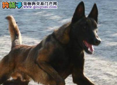 饲养知识大全 照顾马犬期间应知道“三不要”