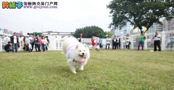 华山公园首座狗狗活动区 让狗狗尽情奔跑吧