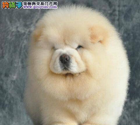 松狮犬身上瘙痒，总用嘴咬自己是为什么