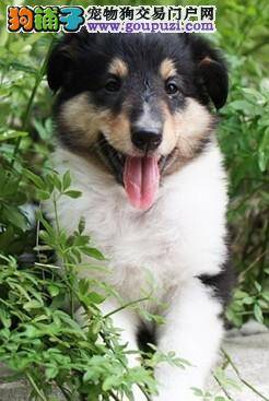 喜乐蒂犬眼睛发红，流眼泪如何是好