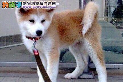 巧用报纸让秋田犬养成定点排泄的好习惯