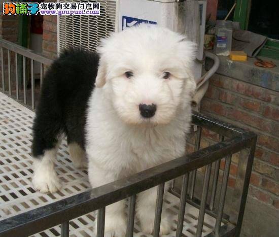 古代牧羊犬吃核桃壳后拉血了怎么办