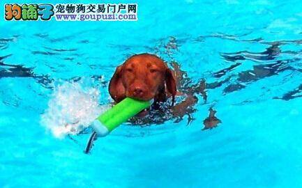 狗狗游泳周:田纳西布里斯托尔城的游泳池假期爆满