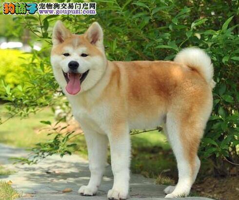秋田犬个性温且易服从，是最好的看守犬之一