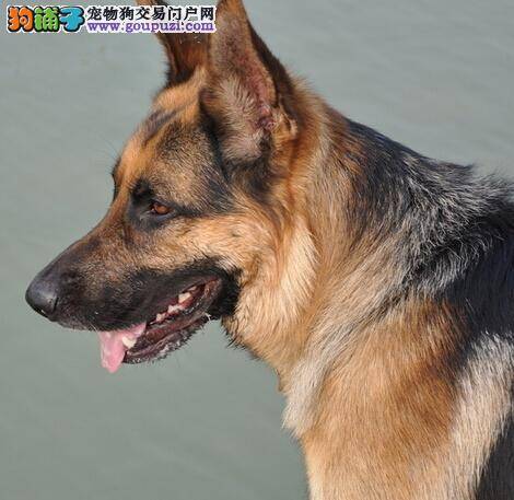 一剪美之怎样修剪狼狗眼睛前的毛发