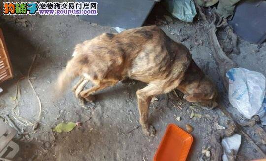 希腊狗脊椎断躺路中间，暖女伸手救援并带它回荷兰生活