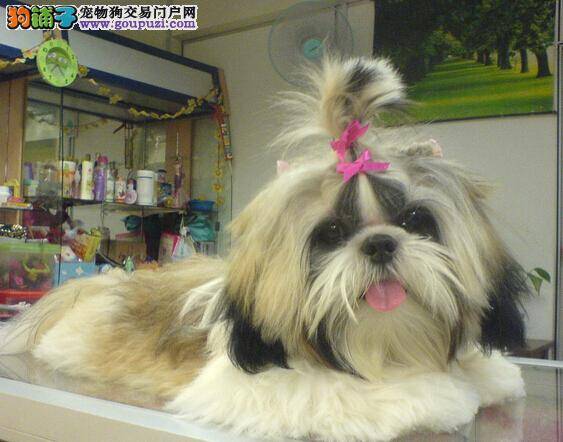 西施犬换毛期间的护理技巧与清洁方法