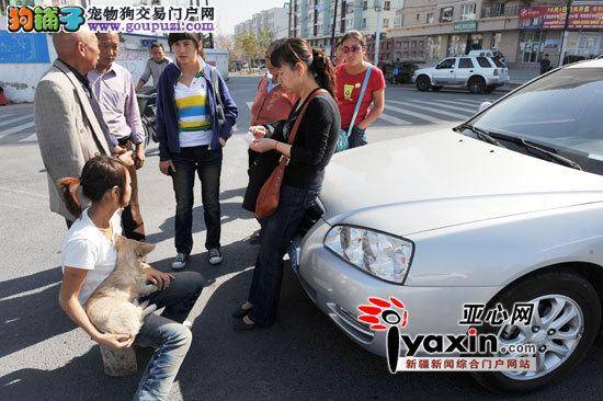 狗主人公路前拦车，为被撞小狗讨公道