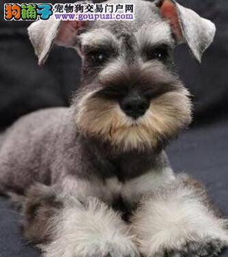 如何帮助雪纳瑞清理耳朵，求解答