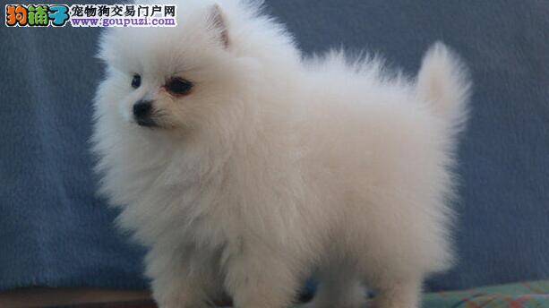 博美新主人一定要知道 幼犬进门三忌