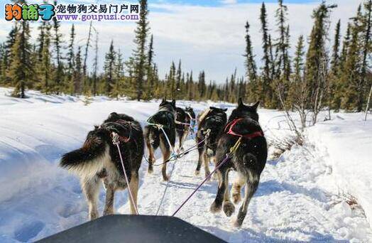 野性呼唤 体验阿拉斯加帅气呆萌狗狗拉雪橇的异国情怀