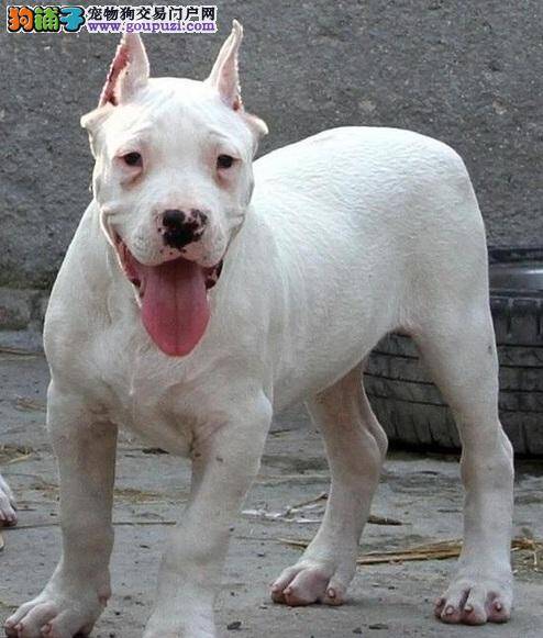 杜高犬耳朵后面长红痘痘是什么皮肤病