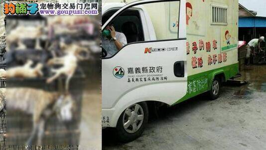 台湾运狗车严重超载 32只犬惨被闷死
