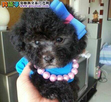 三个半月的贵宾犬咳嗽应怎么办