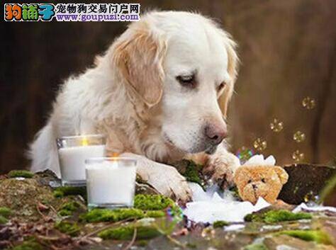 预防保健康 金毛犬容易患上哪些疾病