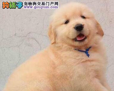 分享大家购买金毛犬的一些简单技巧