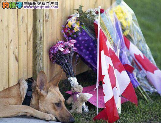 主人不幸遇难身亡 忠犬不知详情仍耐心等待