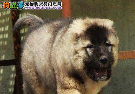选购绝招 教你怎样正确选购纯种高加索犬