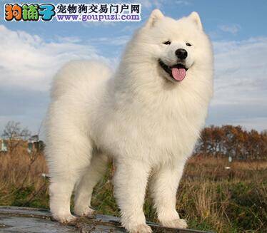 养犬须防疾病 萨摩耶会带来哪些种类的疾病