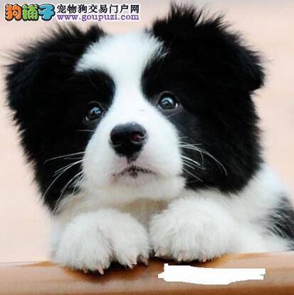 边境牧羊犬疾病高发季节的种种预防工作如何做