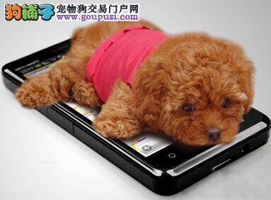 断奶功课之如何让茶杯犬顺利的度过断奶期