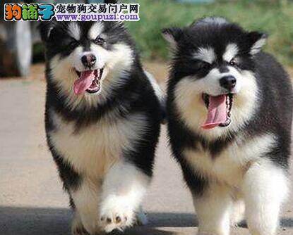 53天的阿拉斯加犬可以吃幼犬狗粮吗