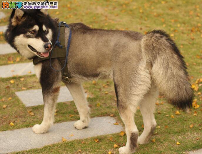简单归纳阿拉斯加雪橇犬的犬种特性