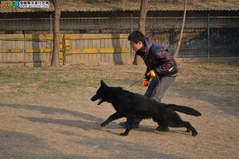 比利时牧羊犬最近有点哮喘如何才能治愈