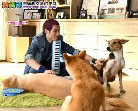 和狗狗一起创作音乐，萧敬腾超开心：弹得很好