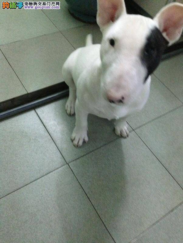 牛头梗左后腿不敢着地请问医生如何处理和治疗