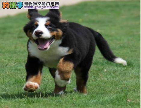 买伯恩山犬最大的选购亮点在哪里