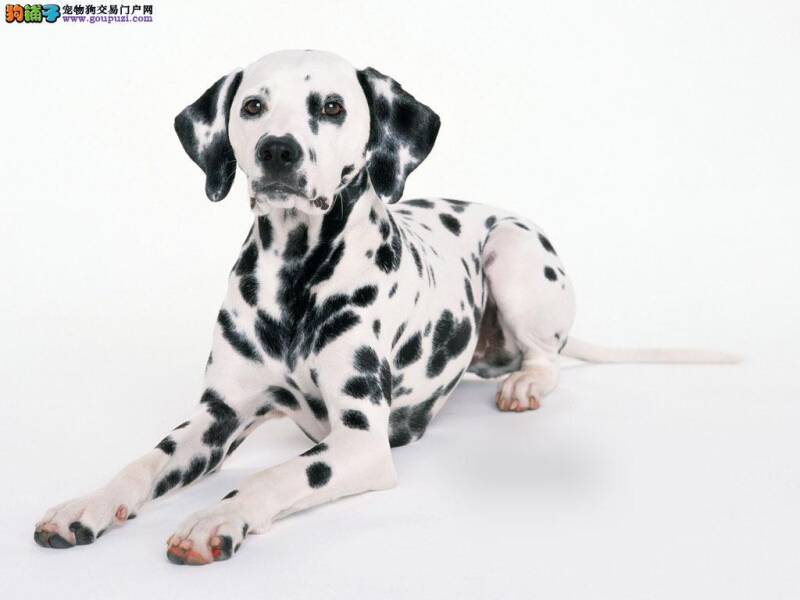 斑点狗拉肚子到底是什么原因造成的