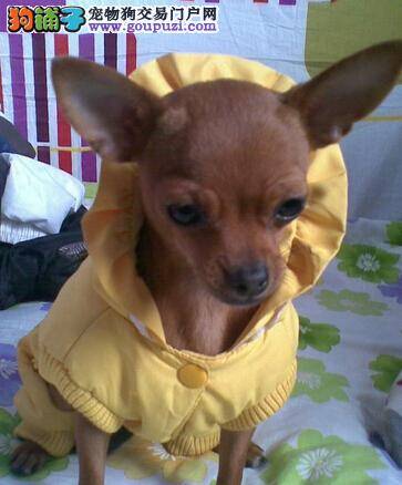 意外无处不在 怎样紧急处理受伤的小鹿犬