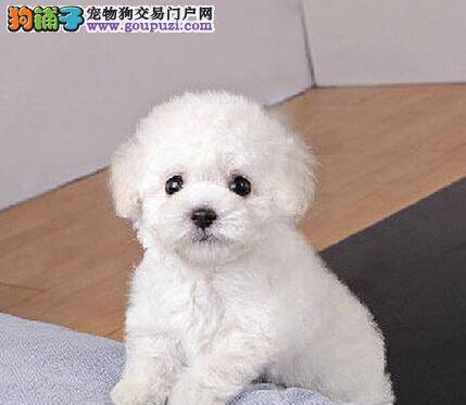 怎样挑选将来可以作为种犬的比熊犬幼犬